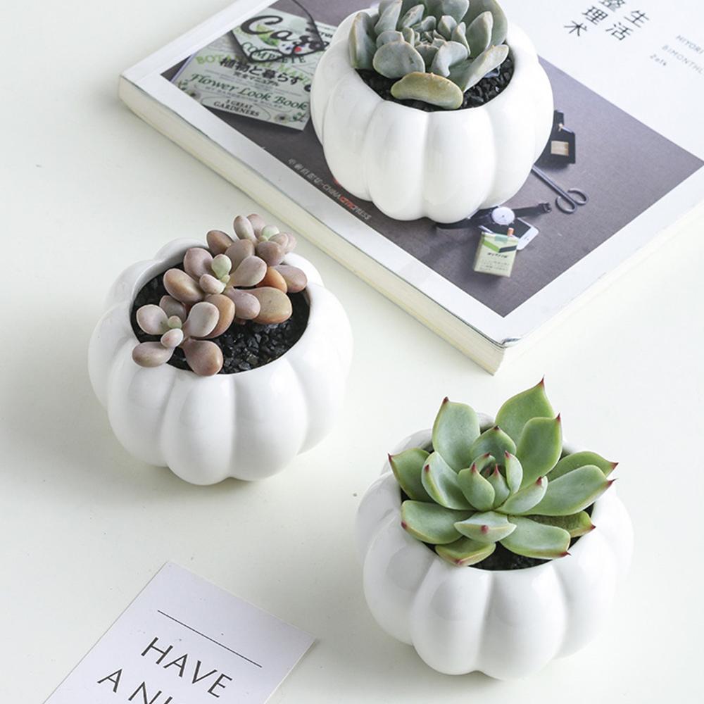 Small Succulent Pots Holder Set