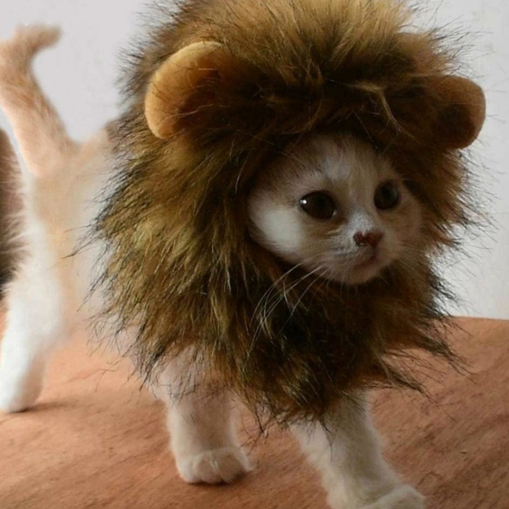 Cat Lion Maine Funny Pet Costume