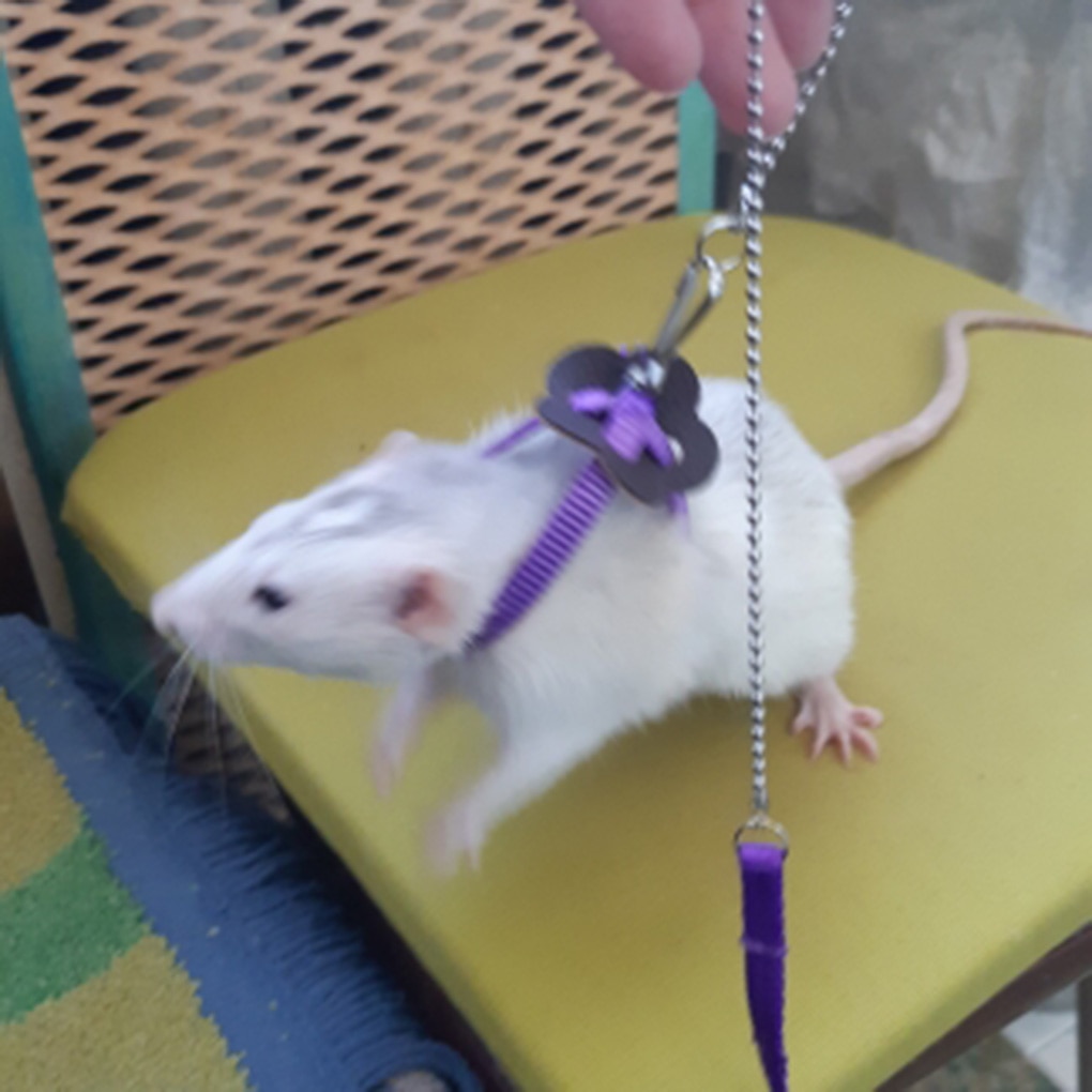 Rat Harness Adjustable Pet Leash