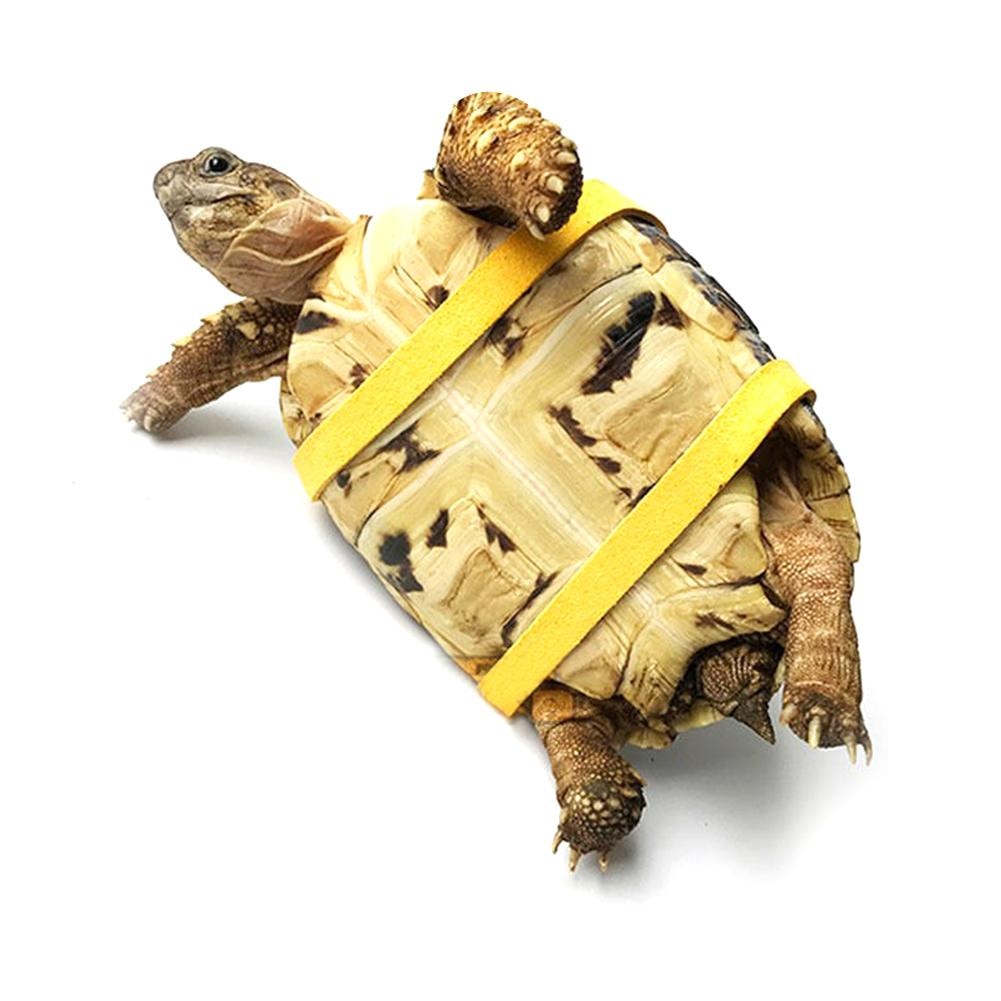 Turtle Leash Pet Accessory