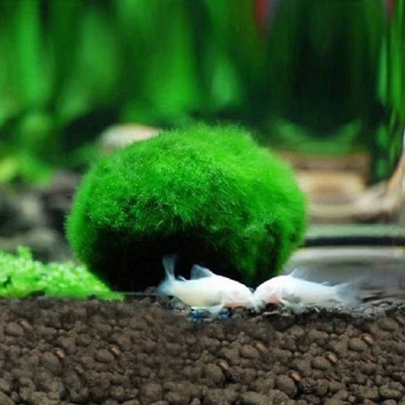 Moss Ball Aquarium Pet Supplies