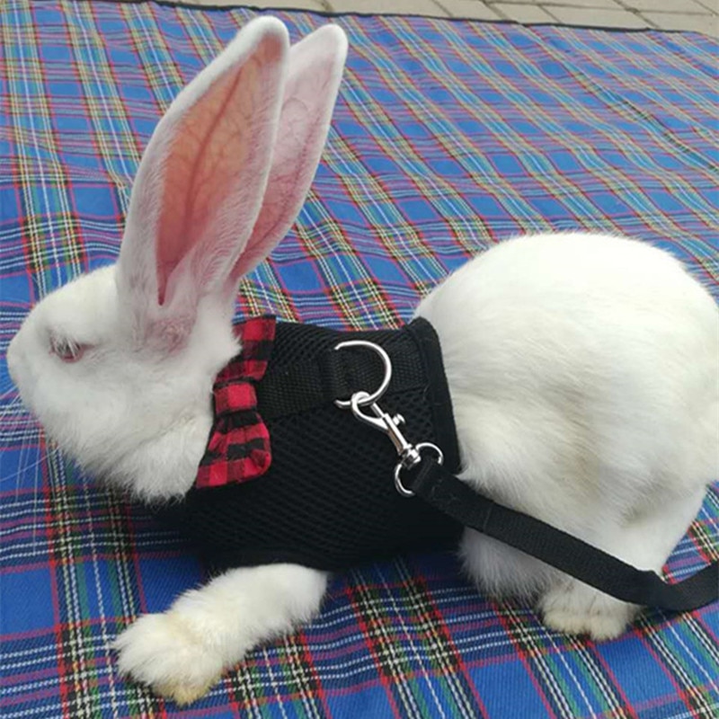 Rabbit Harness Pet Leash