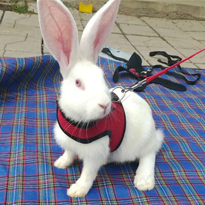 Rabbit Harness Pet Leash