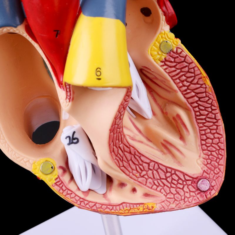 Heart Model Anatomical Organ Prop