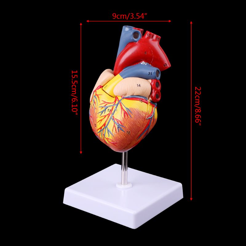 Heart Model Anatomical Organ Prop