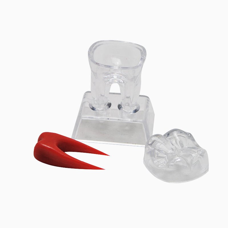 Tooth Model with Crystal Stand