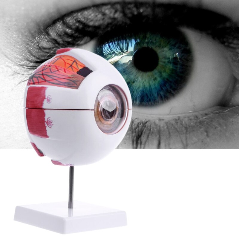 Eye Anatomy Model Medical Demo Tool