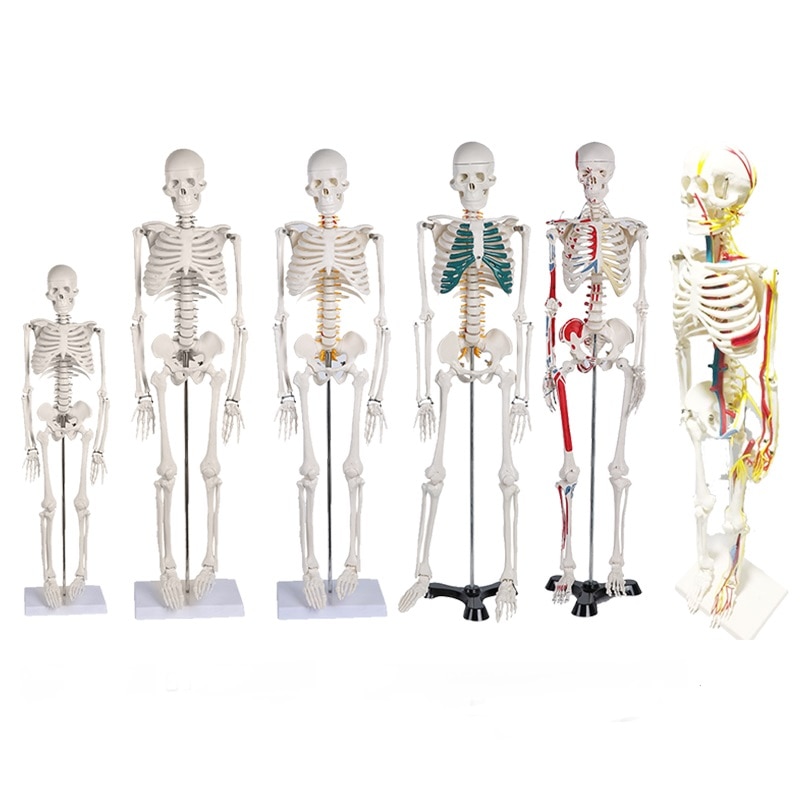 Human Skeleton Model Medical Anatomy