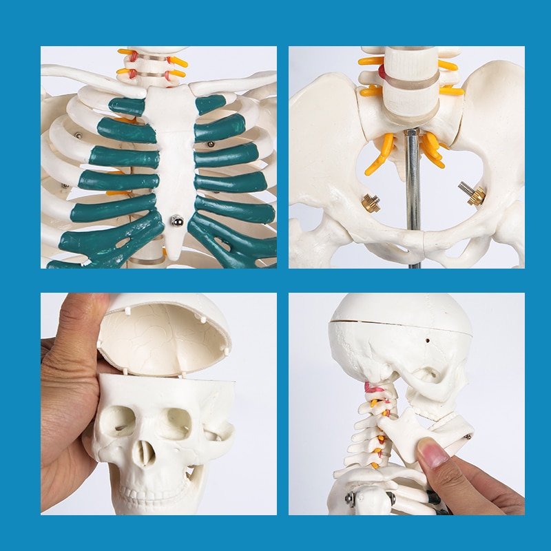 Human Skeleton Model Medical Anatomy