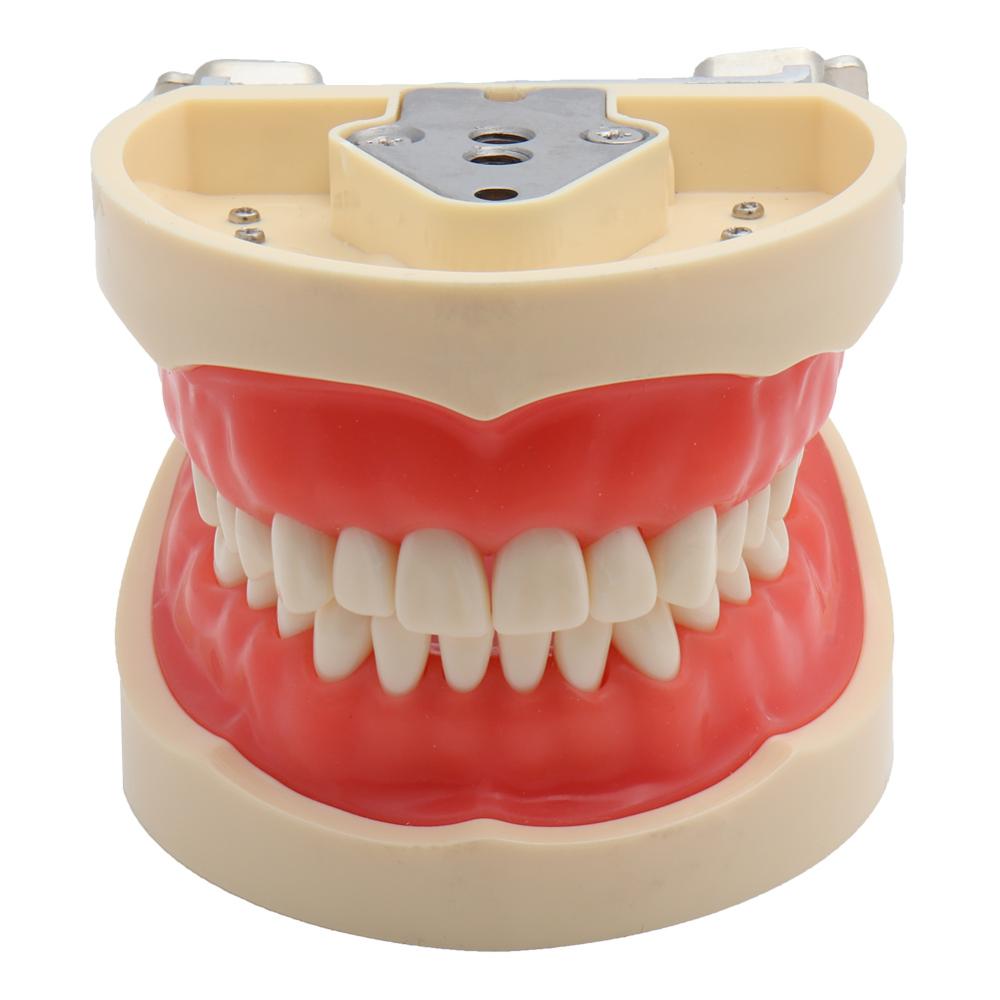 Dental Model Demonstration Tool with Teeth