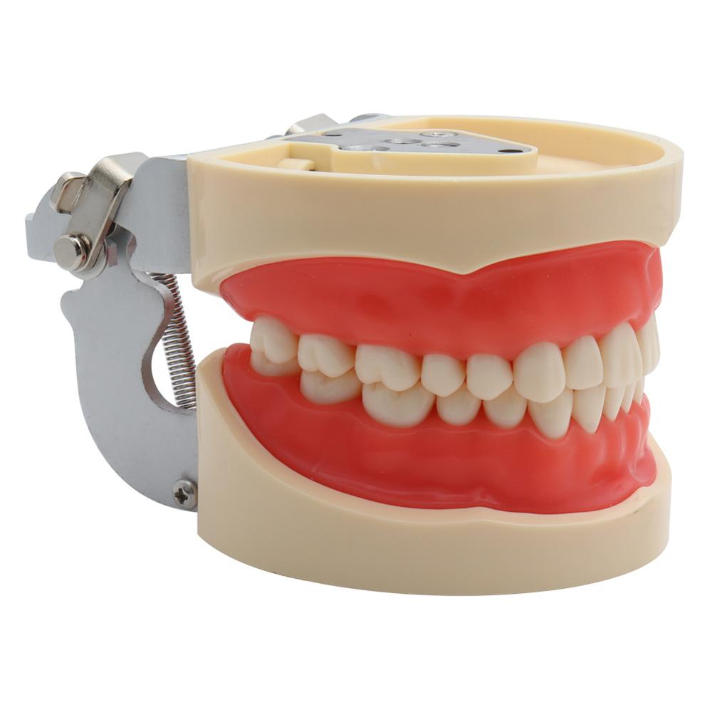 Dental Model Demonstration Tool with Teeth