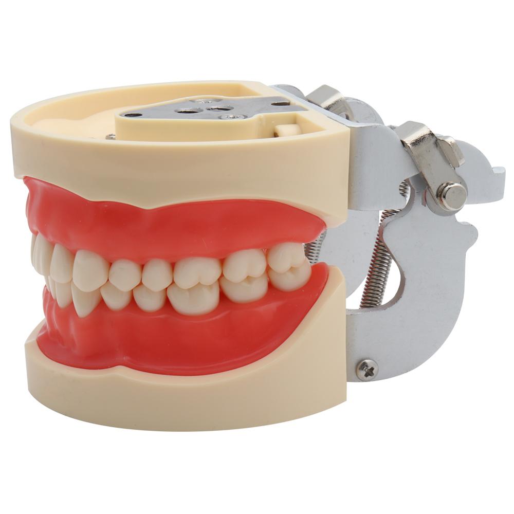 Dental Model Demonstration Tool with Teeth