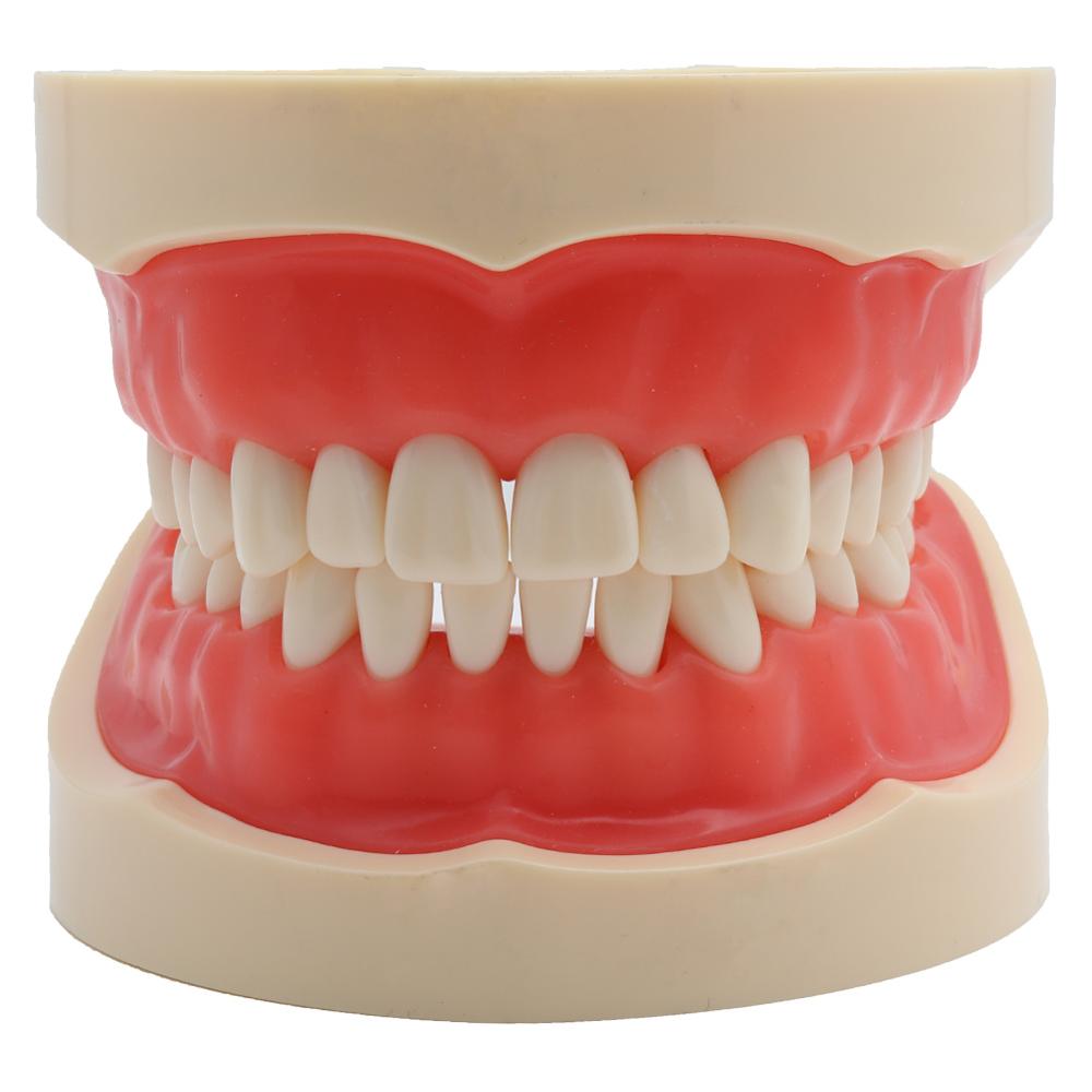 Dental Model Demonstration Tool with Teeth