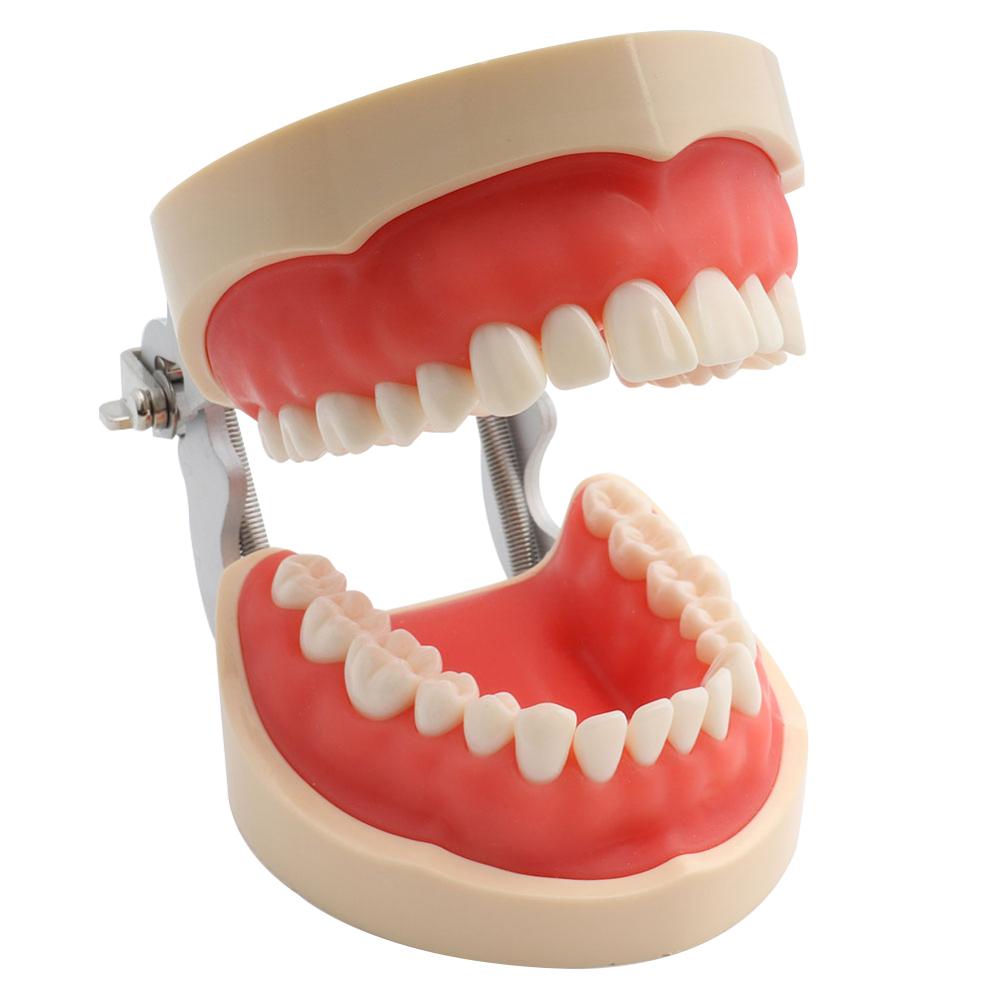 Dental Model Demonstration Tool with Teeth