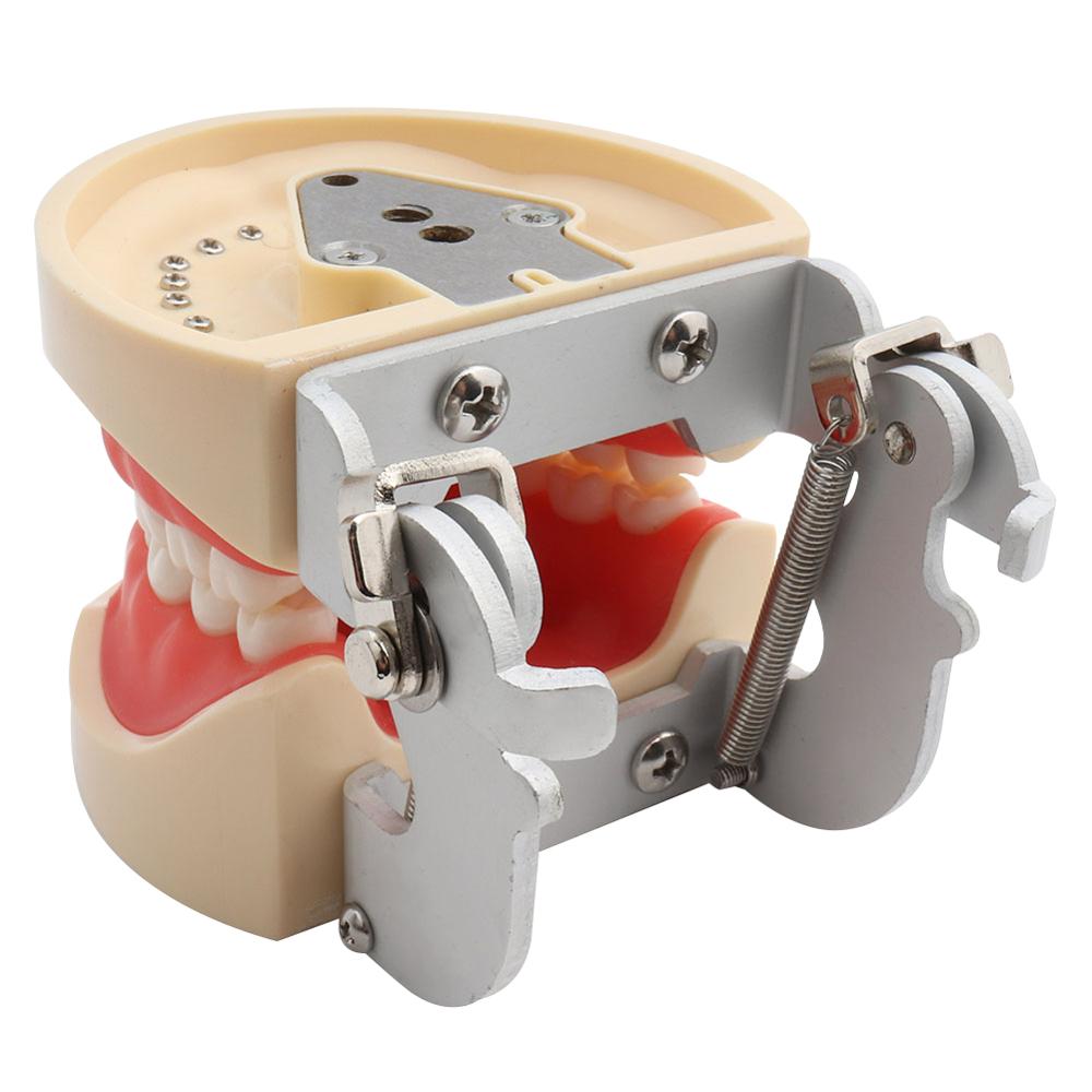 Dental Model Demonstration Tool with Teeth