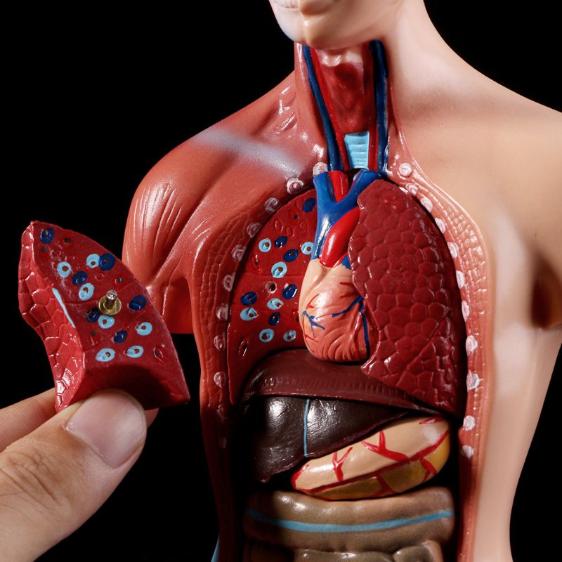 Anatomy Toy Human Torso Model