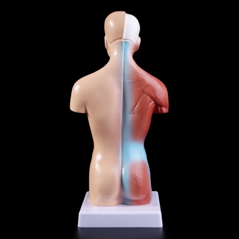 Anatomy Toy Human Torso Model