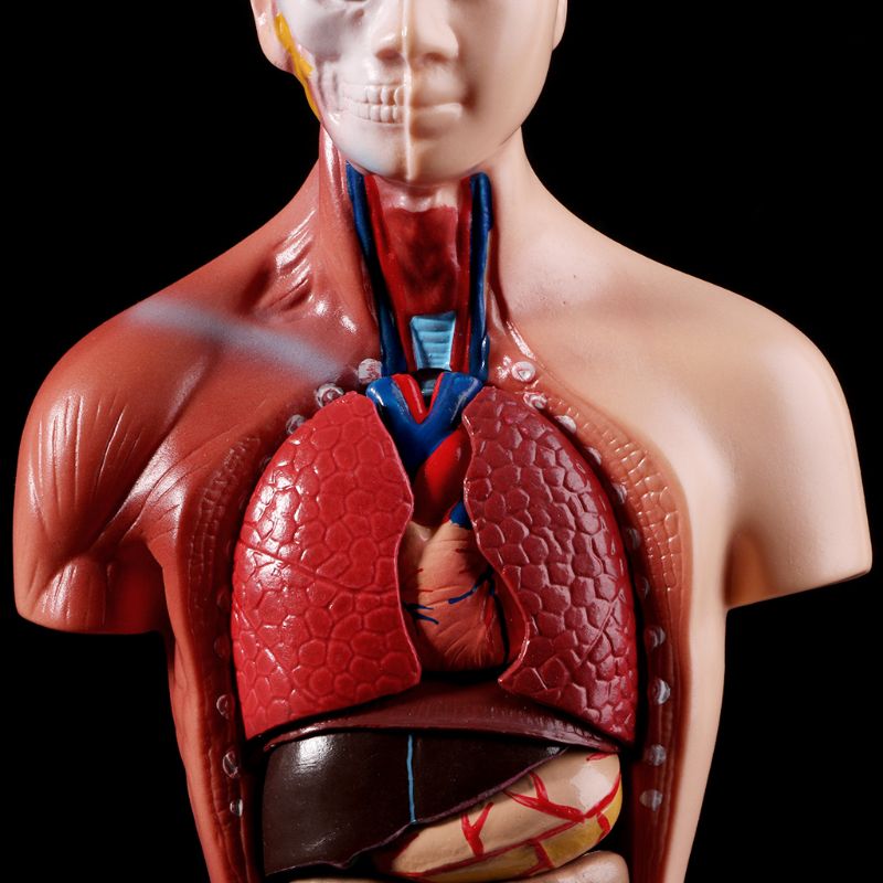 Anatomy Toy Human Torso Model