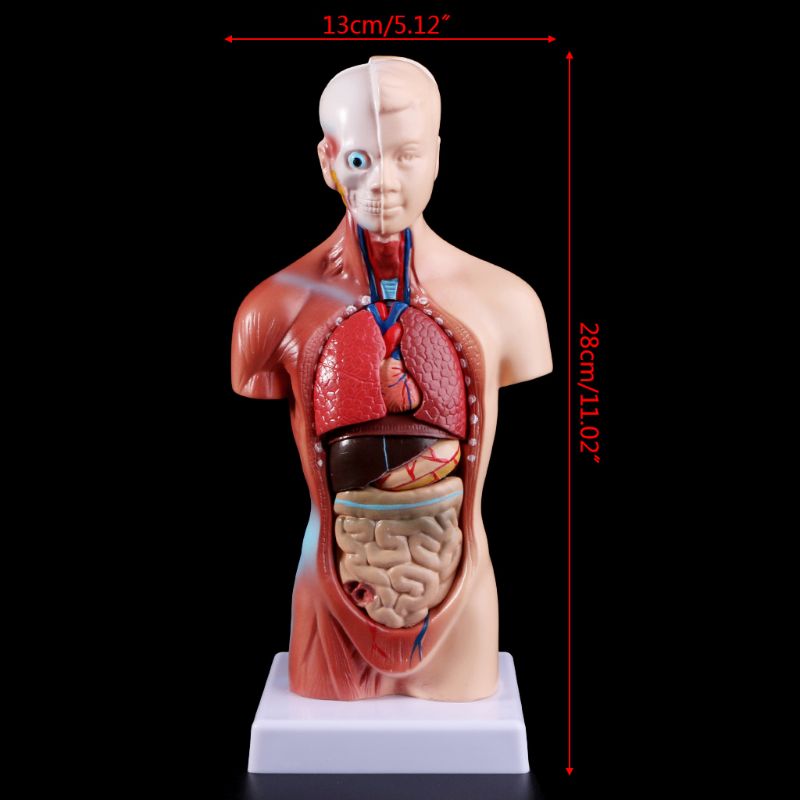 Anatomy Toy Human Torso Model