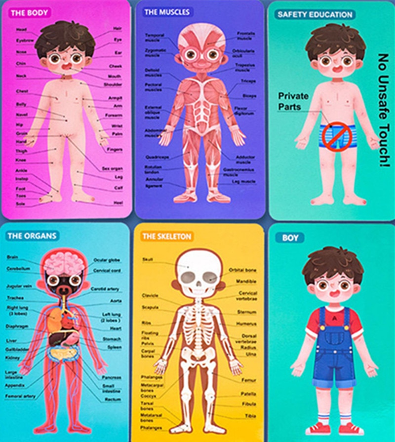 Anatomy Puzzle Educational Puzzle