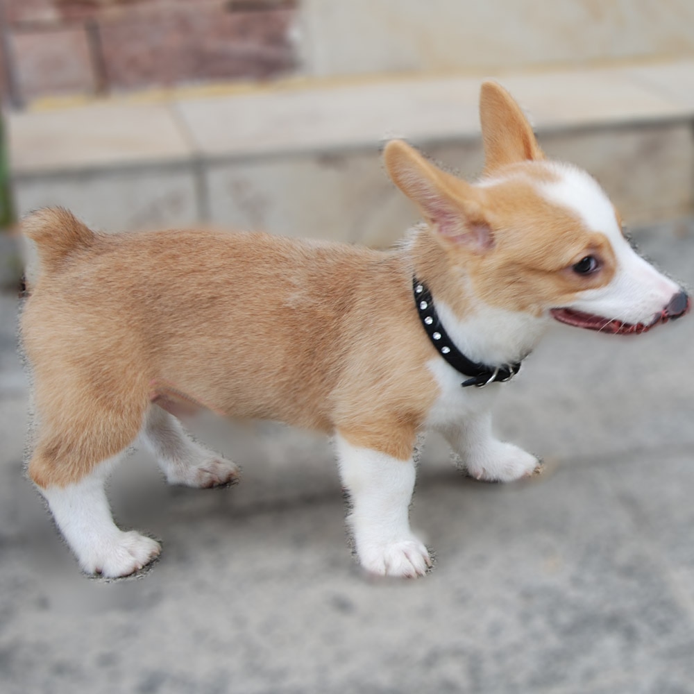 Bling Dog Collar With Rhinestones