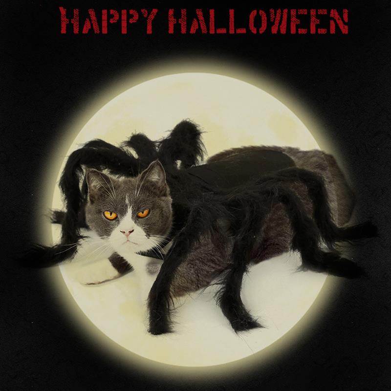 Cat Spider Costume Pet Halloween Suit