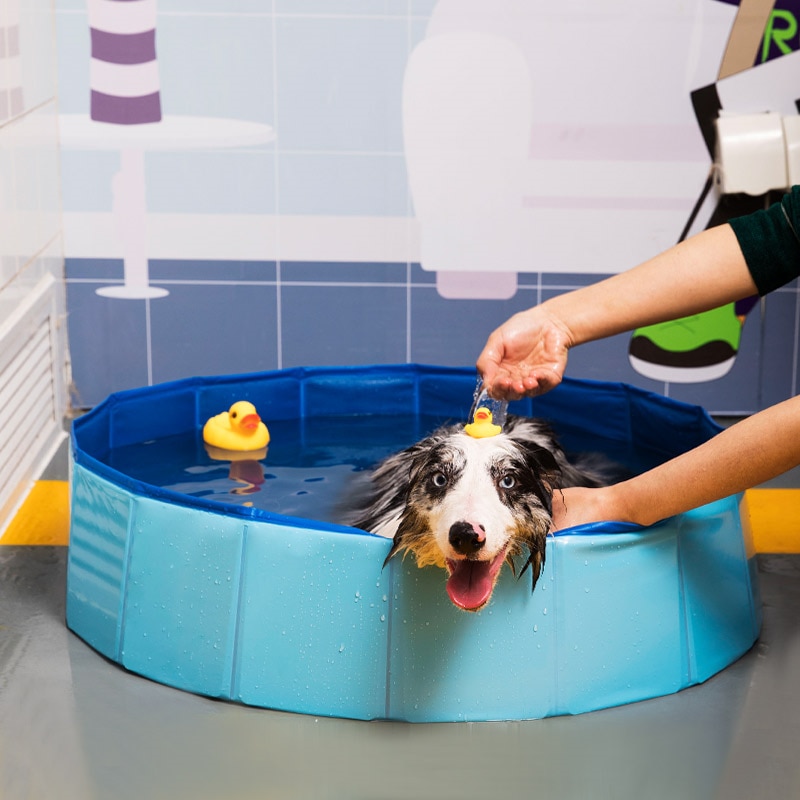 Plastic Dog Pool Collapsible Bath Tub