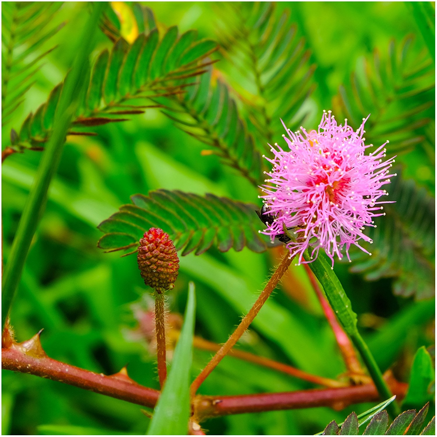 Mimosa Pudica Plant Seeds (Pack of 100 Seeds)