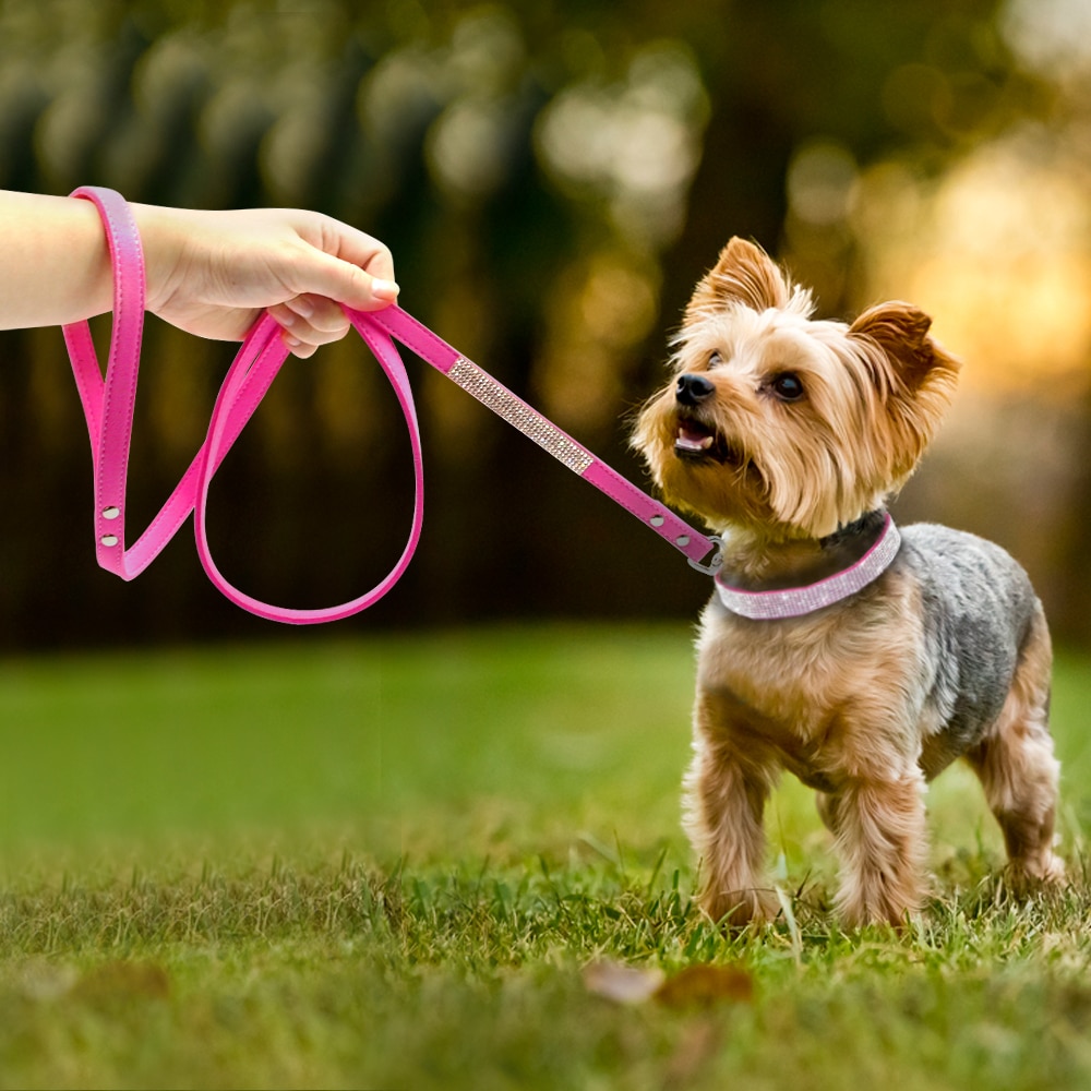 Dog Collar and Leash Set