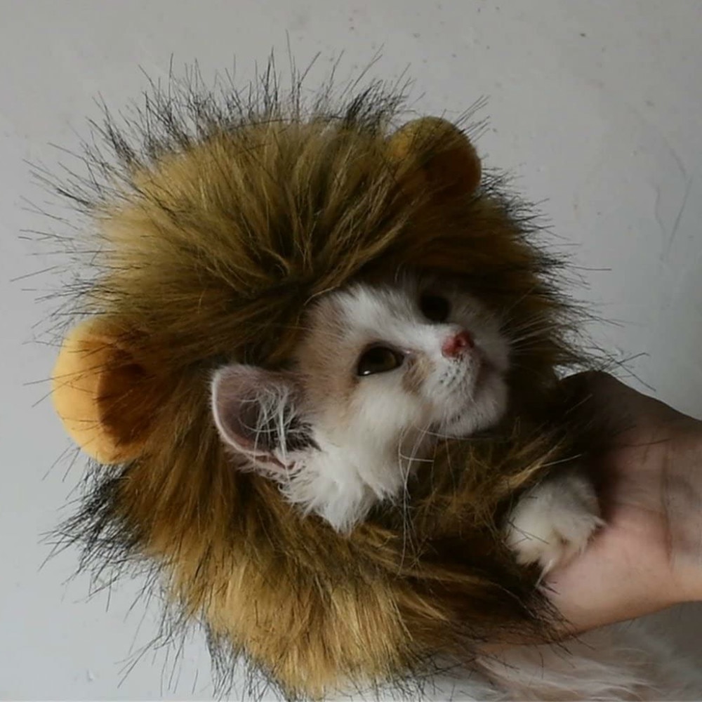 Cat Lion Maine Funny Pet Costume