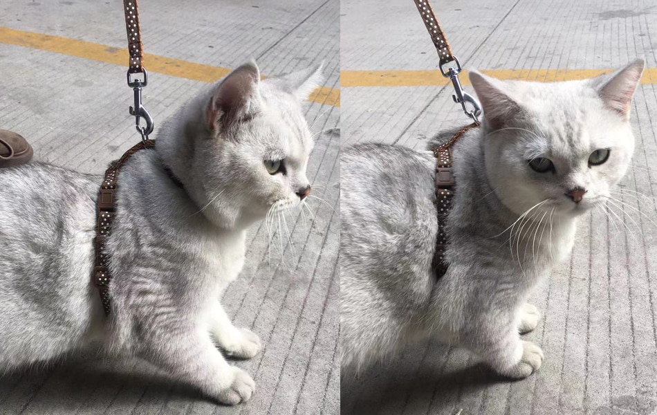 Cat Harness And Leash Set