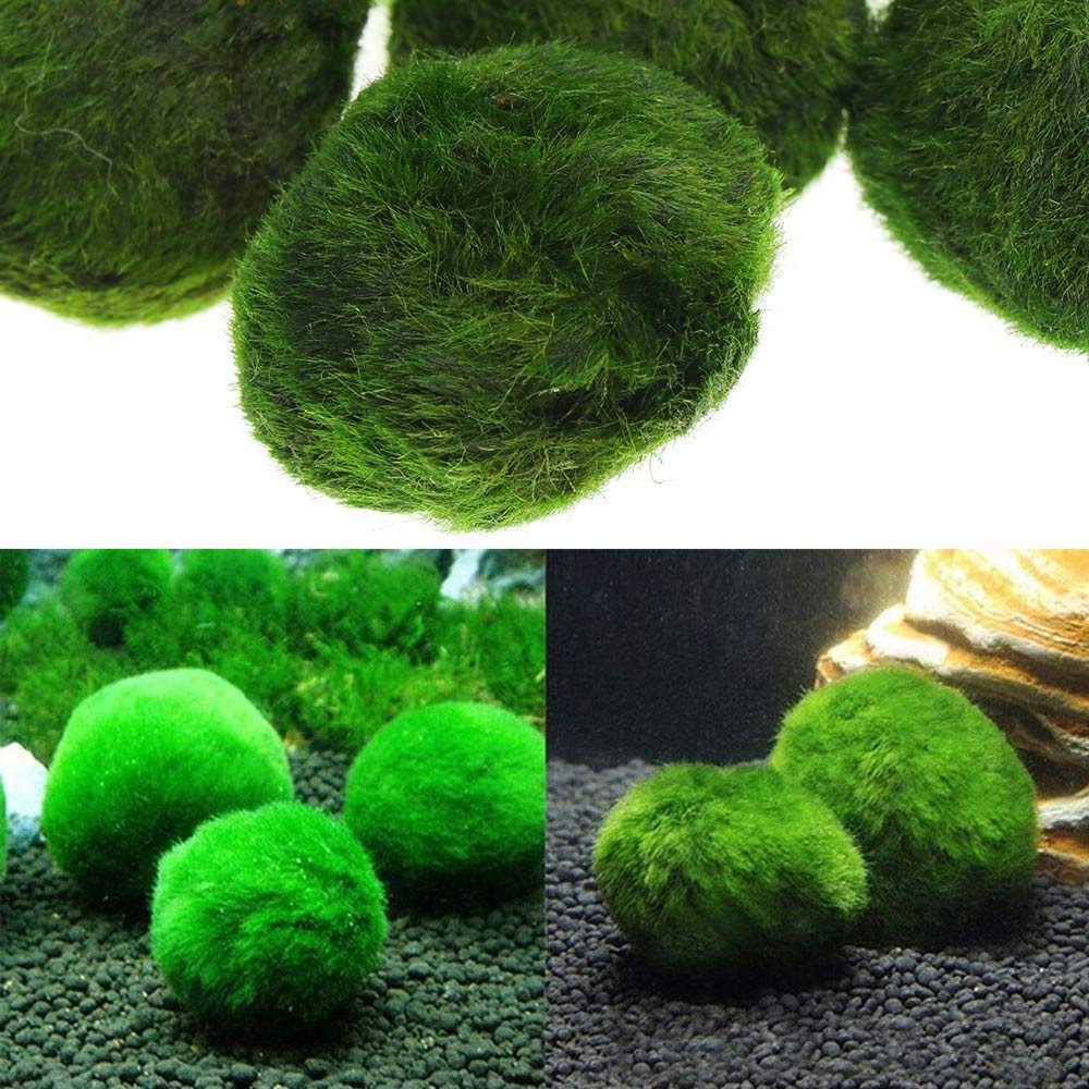 Moss Ball Aquarium Pet Supplies