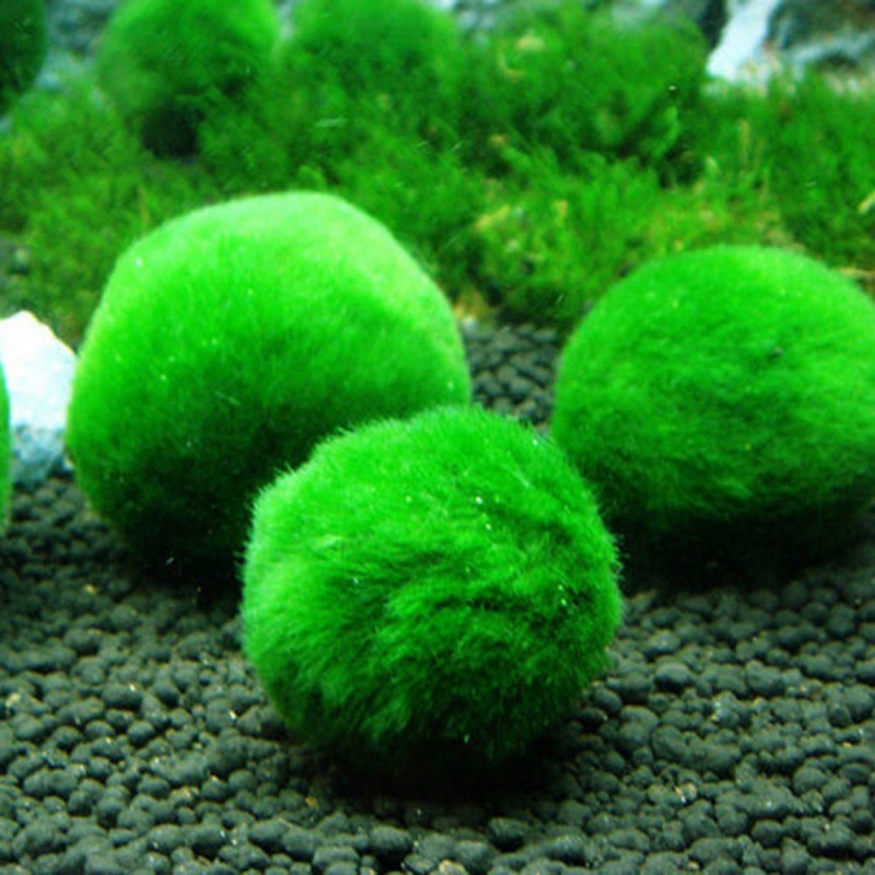 Moss Ball Aquarium Pet Supplies