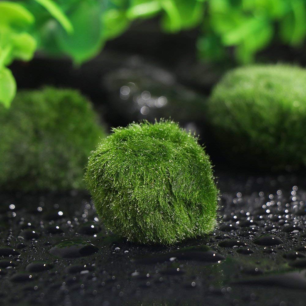 Moss Ball Aquarium Pet Supplies