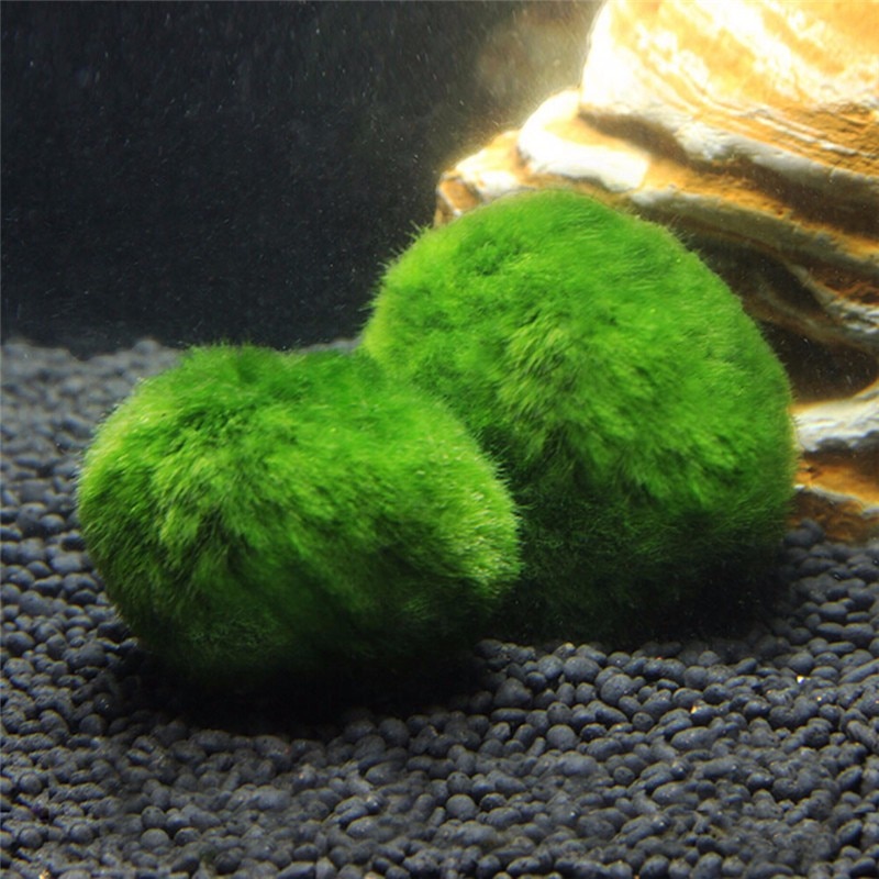 Moss Ball Aquarium Pet Supplies