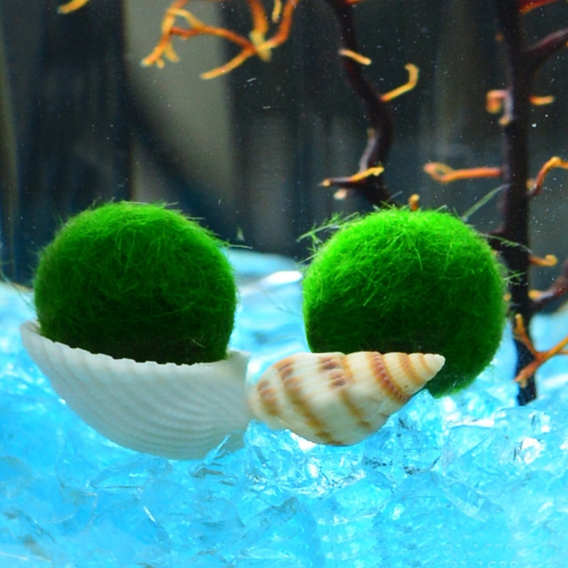 Moss Ball Aquarium Pet Supplies